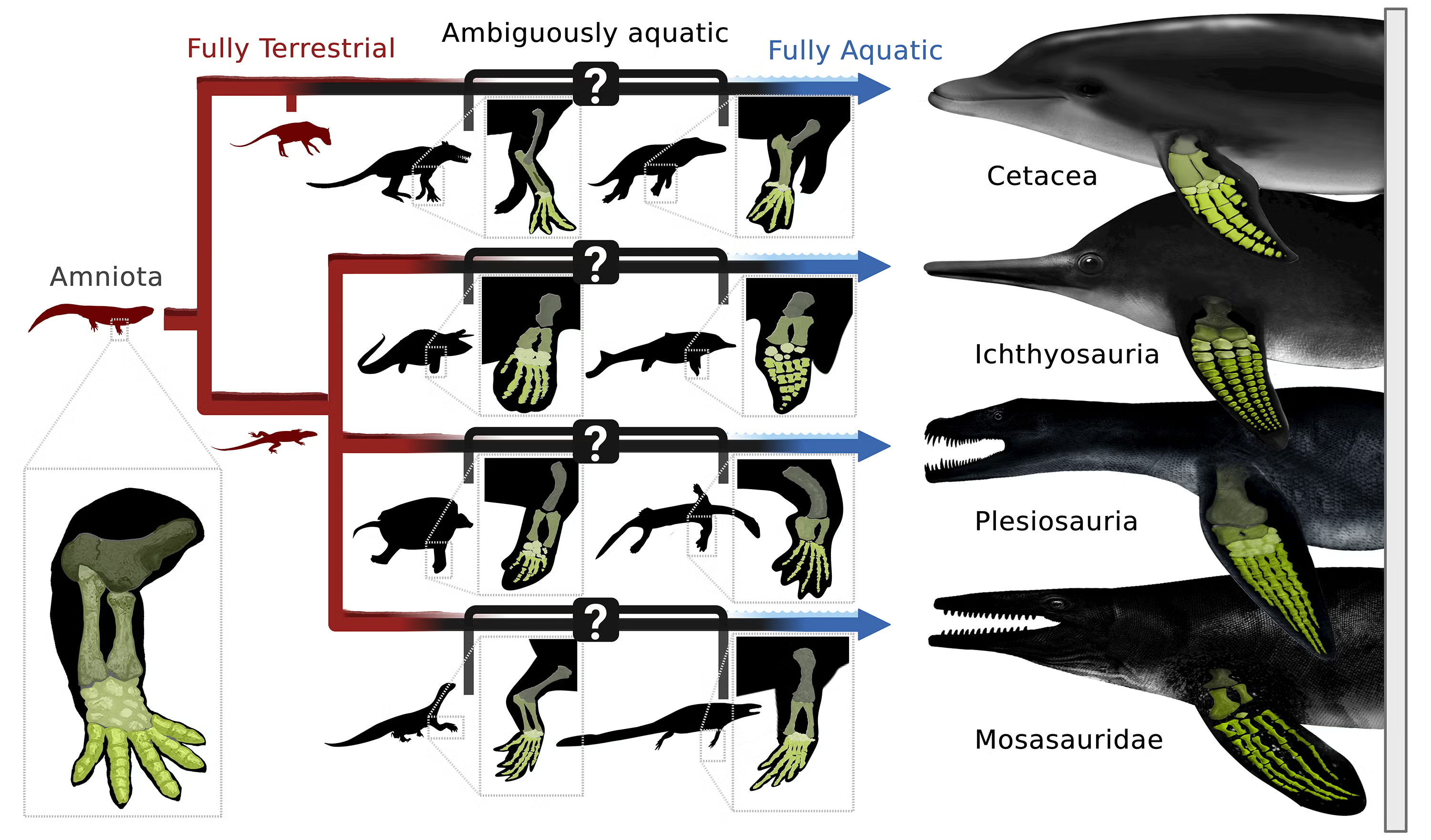 Diagram comparing terrestrial and aquatic skeletal features of Cetacea, Icthyosauria, Plesiosauria, and Mosasauridae Diagram comparing terrestrial and aquatic skeletal features of Cetacea, Icthyosauria, Plesiosauria, and Mosasauridae